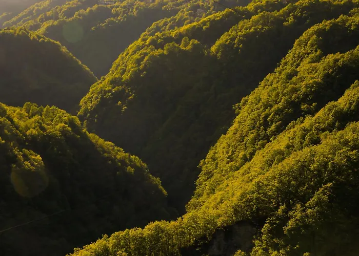 Wild Valley Palm Garden In Valle Onsernone