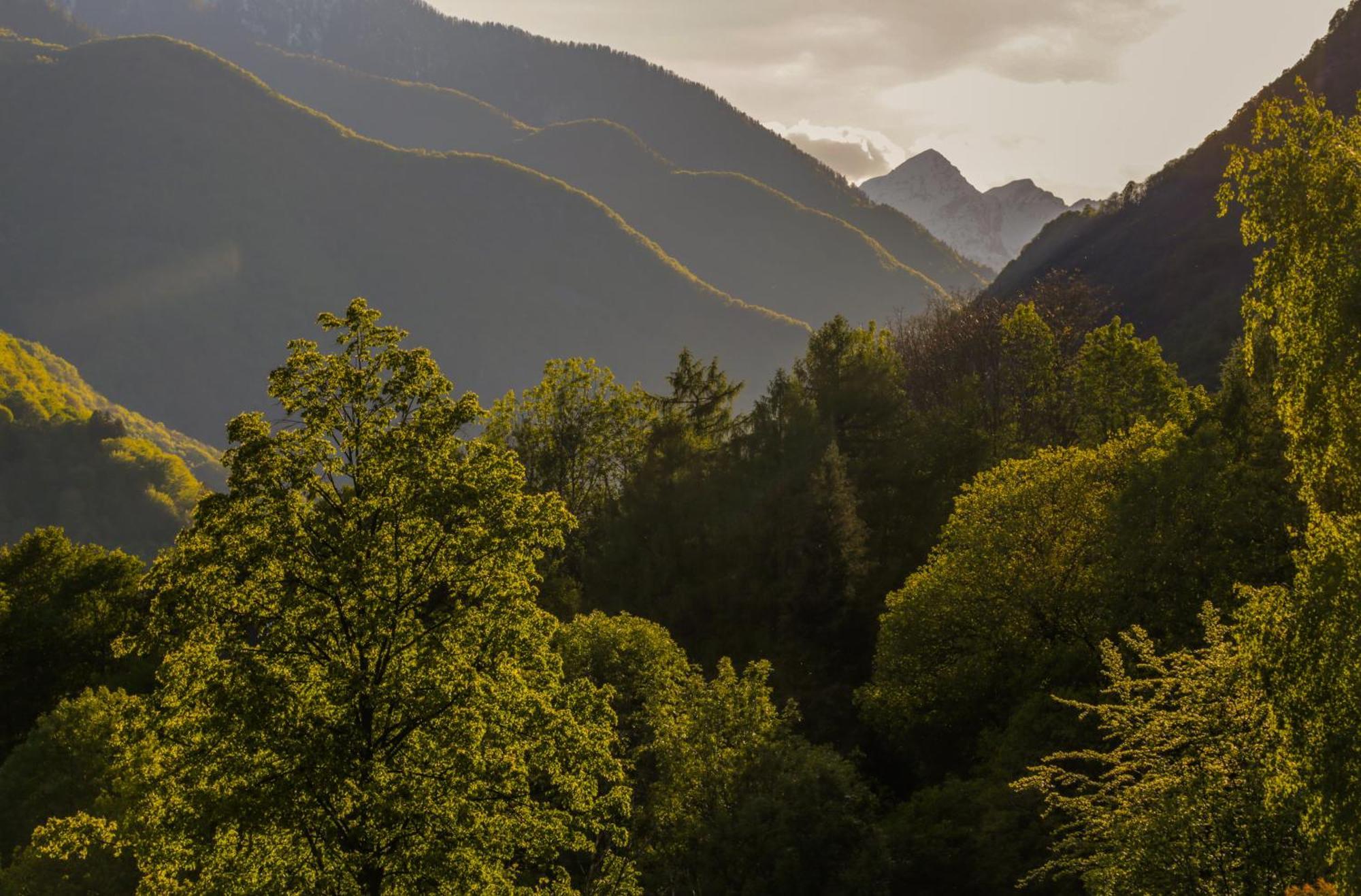 Wild Valley Palm Garden In Valle Onsernone Apartment Berzona